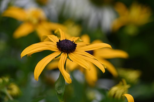 Bloem, Zonnehoed, Bloesem, Bloom, Tuin
