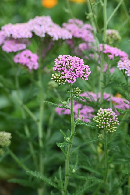Bloesem, Zomer, Duizendblad, Roze, Tuin