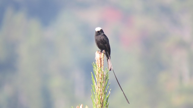 Free Bird Nature photo and picture