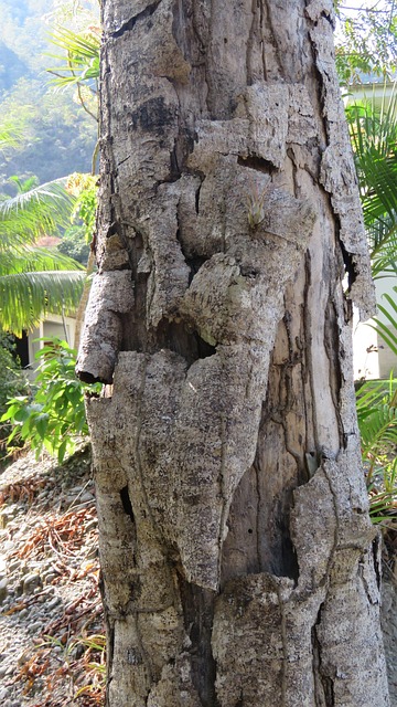 Free Forest Tree photo and picture