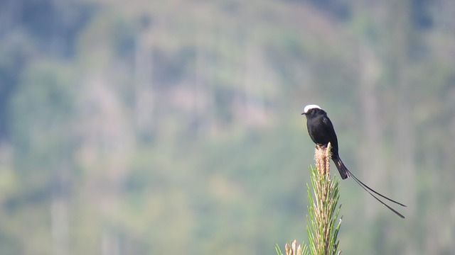 Free Nature Bird photo and picture