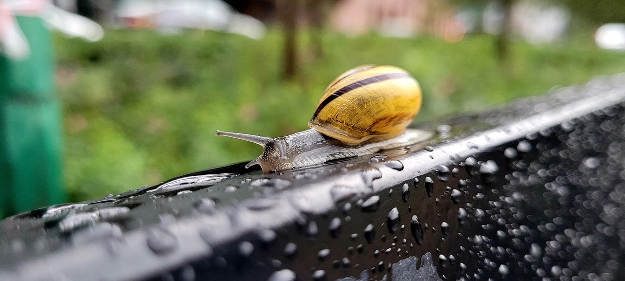 Snail Rain Nature Free photo on Pixabay Pixabay