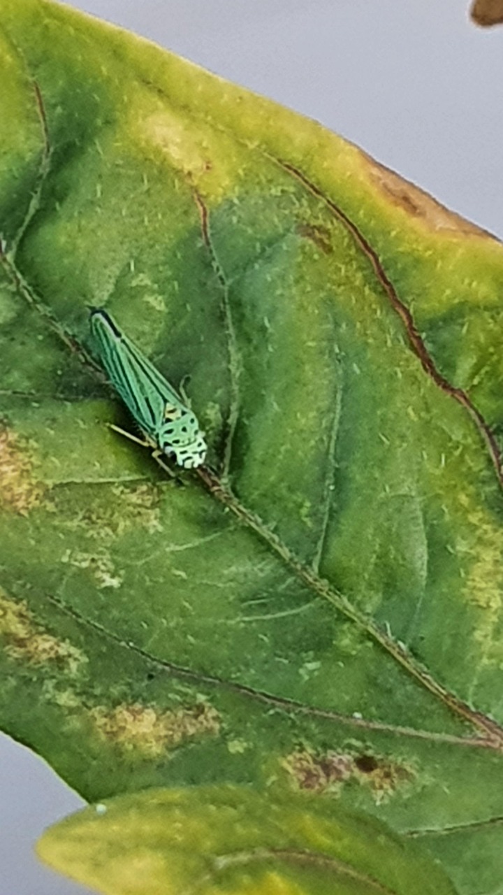 Sauterelle Insecte Vert - Image gratuite sur Pixabay - Pixabay