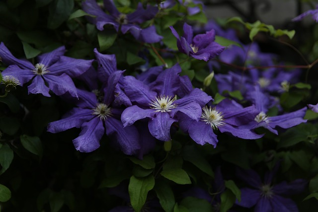 Free Flowers Nature photo and picture
