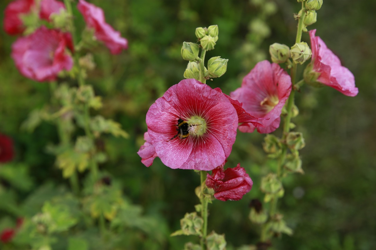 Free Pink Flower photo and picture