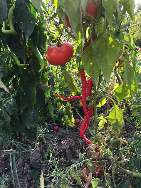 Free Tomato Pepper photo and picture