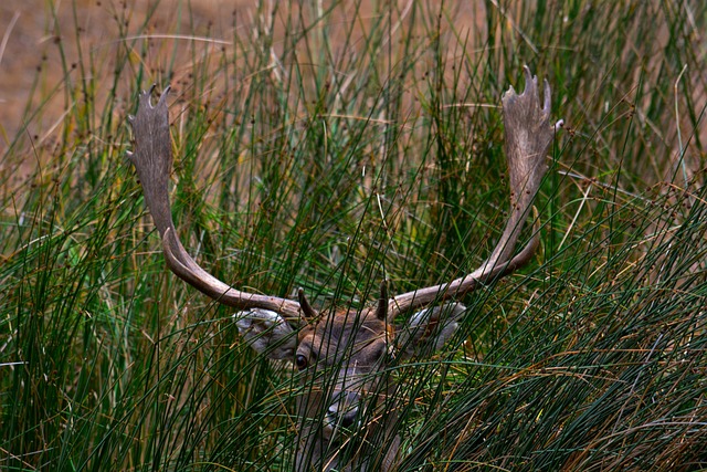 Free Deer Doe photo and picture