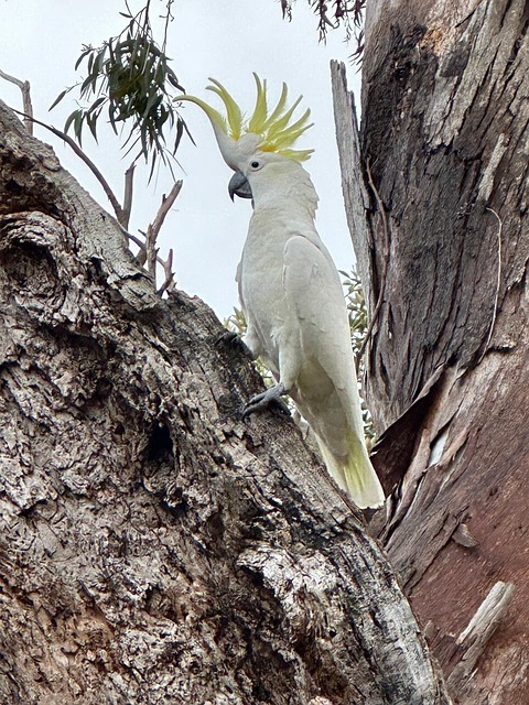 Free Cockatoo Feathers photo and picture