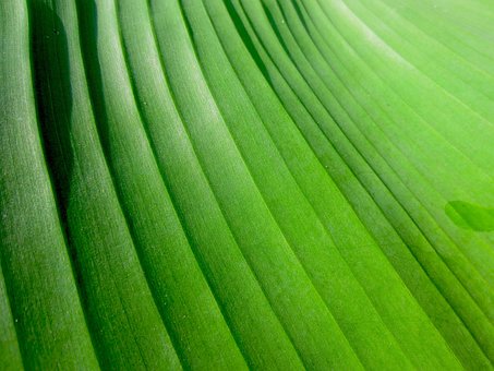 Free Texture Leaf photo and picture