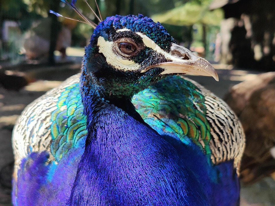 peacock-8179138_960_720.jpg