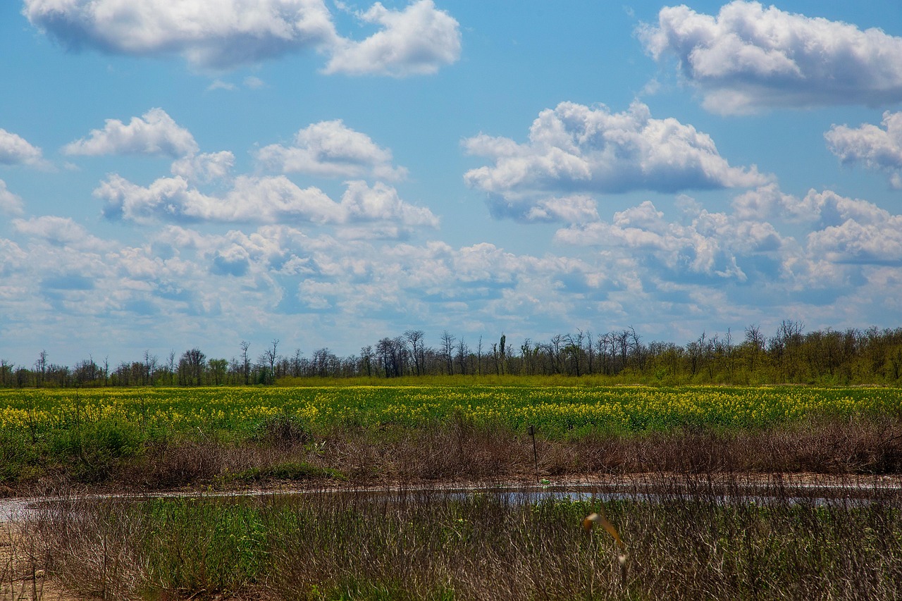 Paysage Champ Fleurs - Photo gratuite sur Pixabay - Pixabay