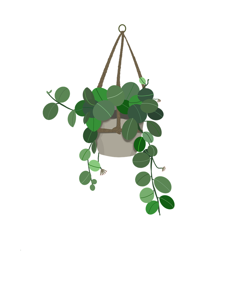 Download Hanging Plants Climbers House Plants RoyaltyFree Stock
