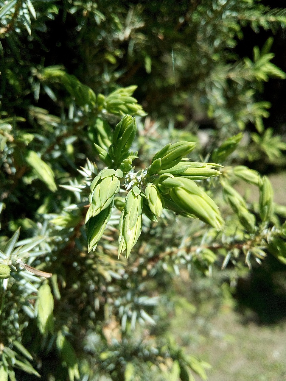 Greenrery Spring Greenery Spring Branch - Free photo on Pixabay - Pixabay