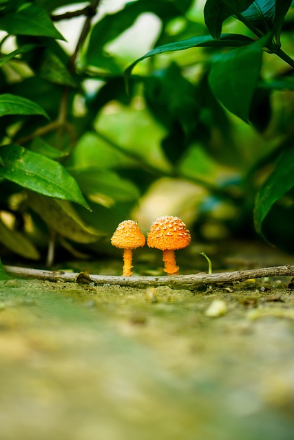 Free Mushrooms Wildlife photo and picture