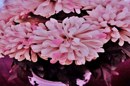Flores, Primavera, Naturaleza, Bloom