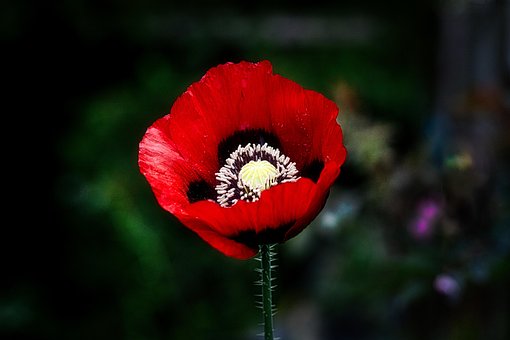 Free Poppy Poppy Flower photo and picture