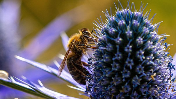 Free Thistle Bee photo and picture