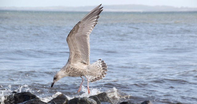Free Gull Bird photo and picture