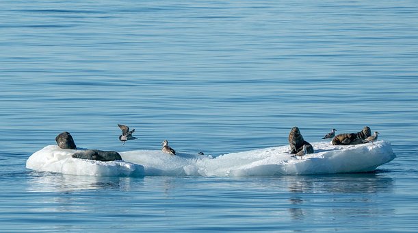 Free Seals Birds photo and picture