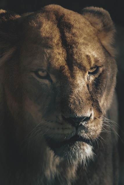 Free Lioness Lion photo and picture