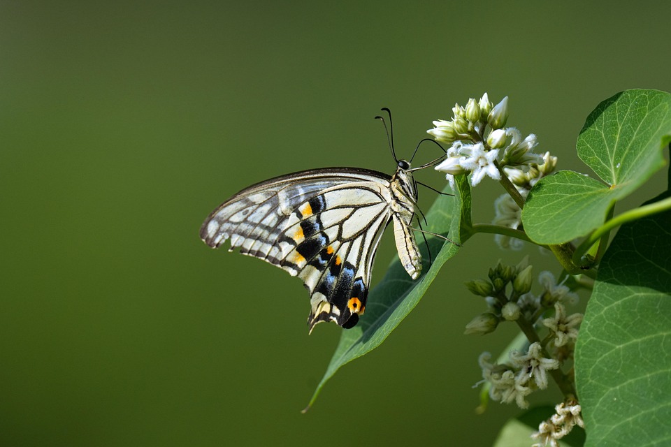 Tiger Butterfly Insect - Free photo on Pixabay - Pixabay
