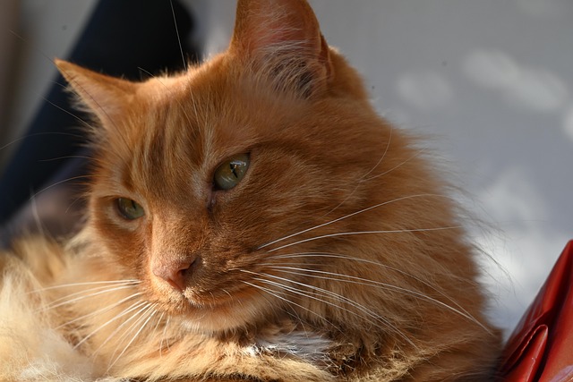 Kat, Feline, Whiskers, Pels, Pattedyr
