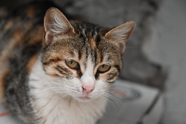 Kat, Feline, Whiskers, Pels, Pattedyr