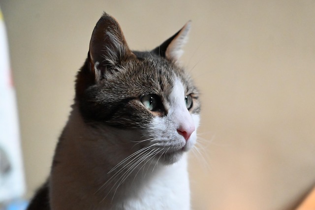 Kat, Kæledyr, Dyr