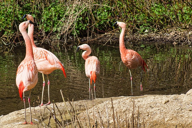 Free Flamingo Bird photo and picture