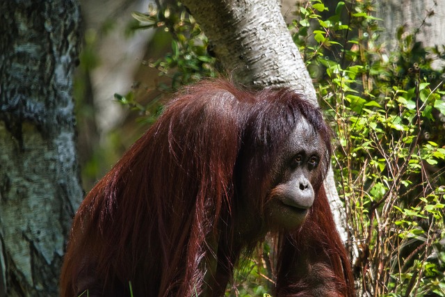 Free Orangutan Ape photo and picture