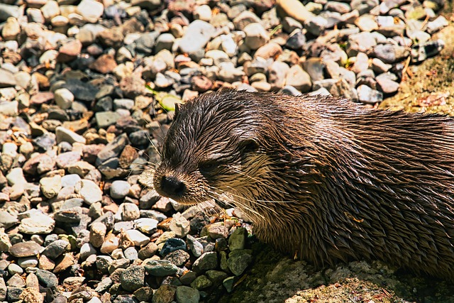 Free Otter Mammal photo and picture