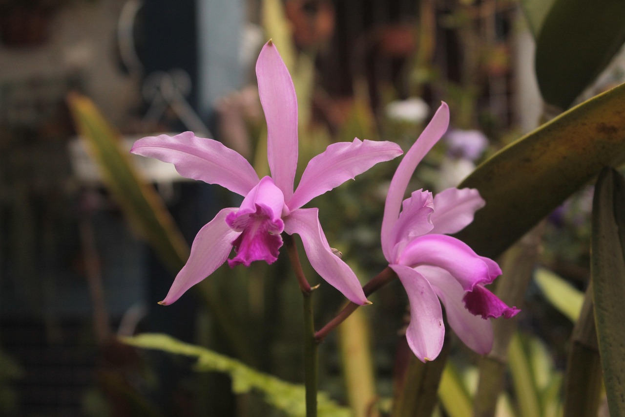 兰花 自然 植物 - Pixabay上的免费照片 - Pixabay