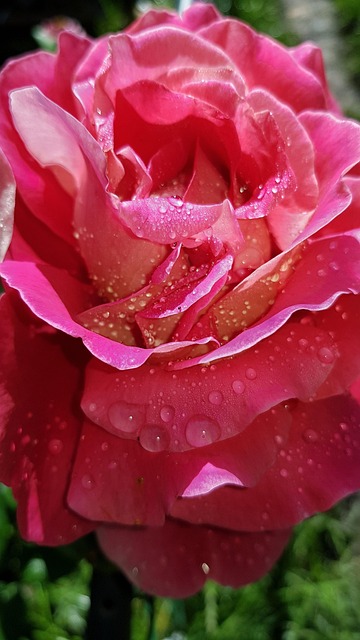 Free Rose Bloom photo and picture