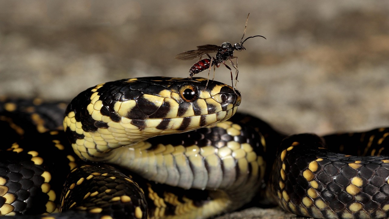 Snake Wasp Animal - Free photo on Pixabay - Pixabay