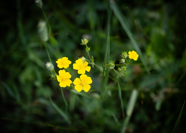 Wildblumen, Gelb, Blume, Natur