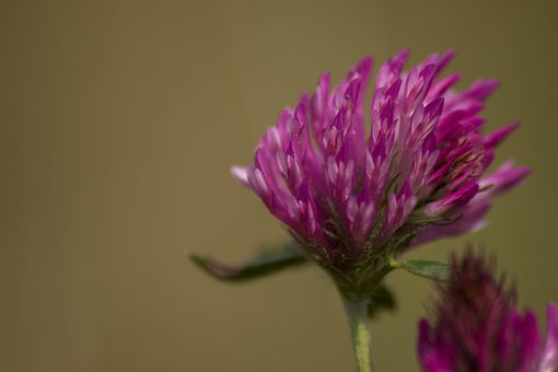 Free Flower Red Clover photo and picture