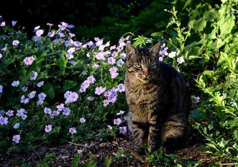 Free Cat Animal photo and picture