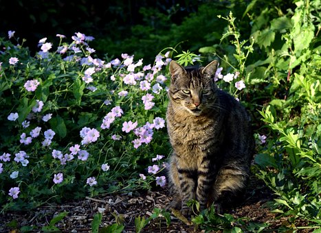 Free Cat Animal photo and picture