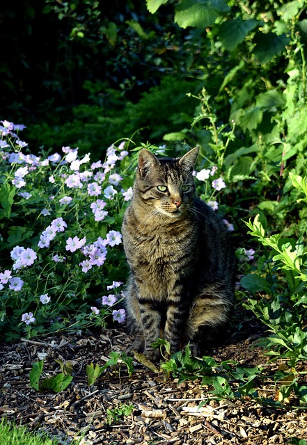 Free Cat Animal photo and picture