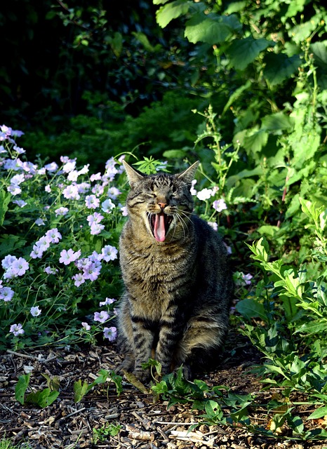 Free Cat Animal photo and picture