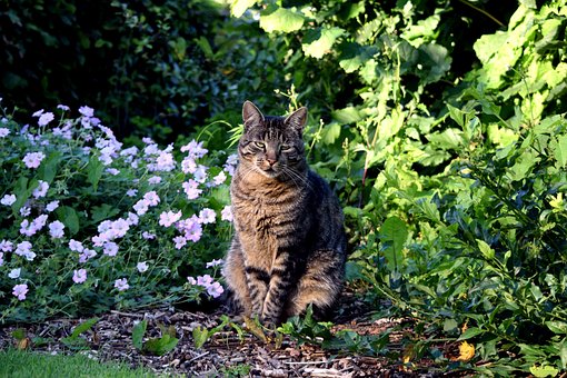 Free Cat Animal photo and picture