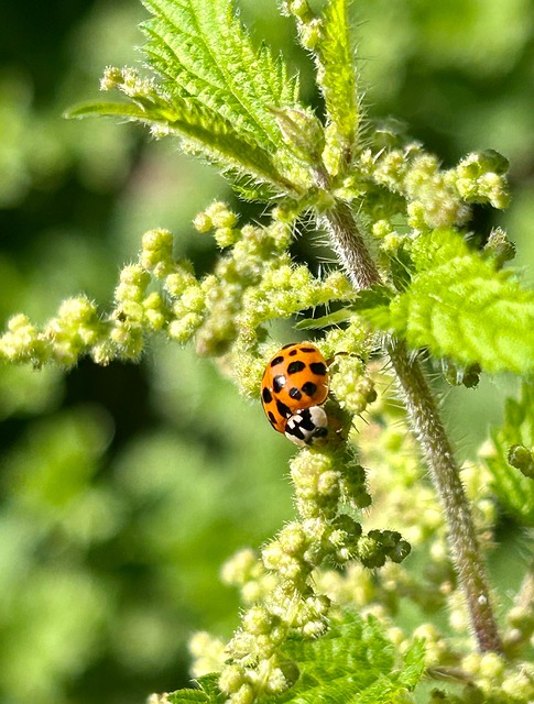 Free Ladybird Ladybug photo and picture