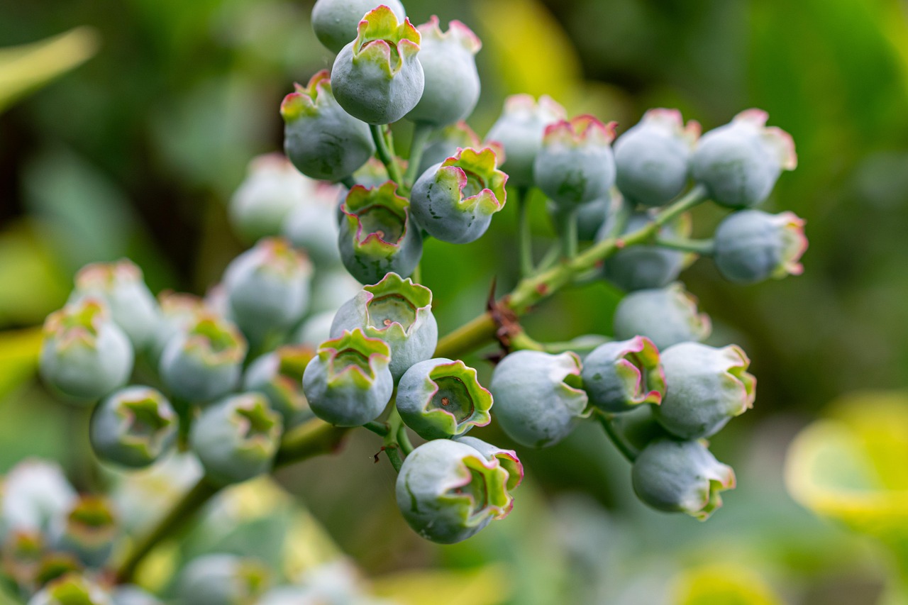 Bluberi Buah-Buahan Mentah - Foto gratis di Pixabay - Pixabay