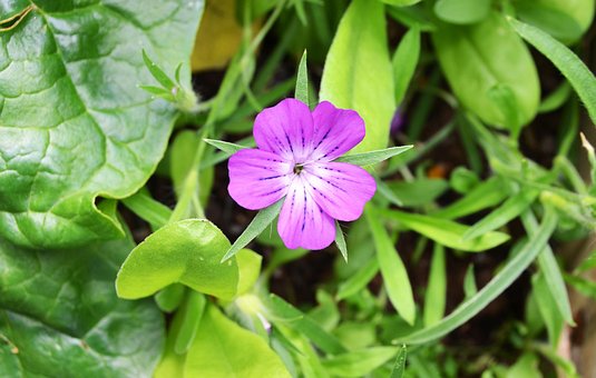 Lilla Blomst, Blomst, Hage, Natur