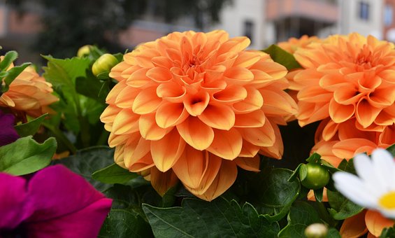Blomster, Hage, Bukett, Flora, Verftet