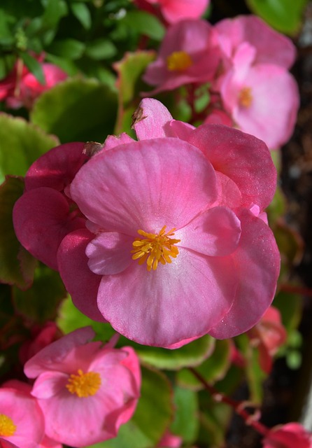 Blomster, Rosa Blomster, Hage, Natur