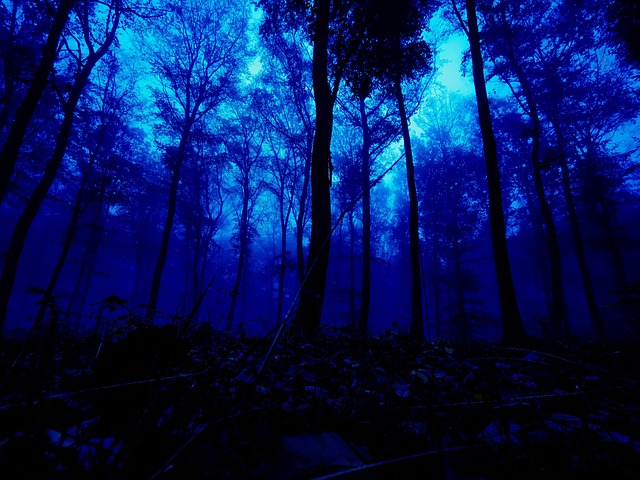 Sonhe, Fantasia, Natureza, Floresta