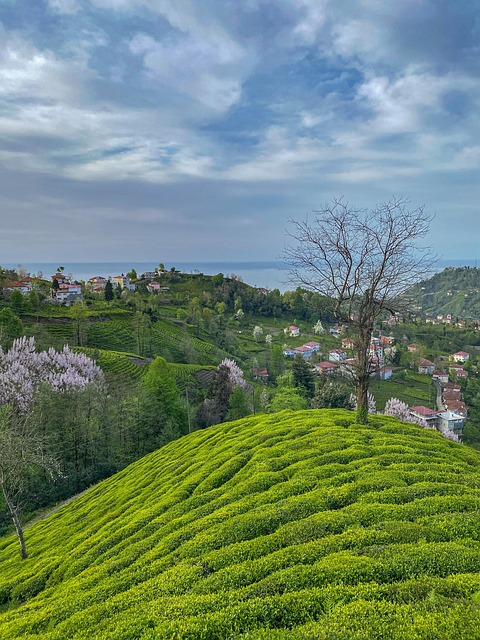 Tee, Grün, Rize, Natur, Regen, Ansicht