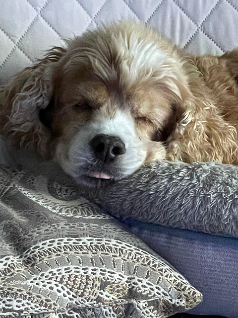 Free Dog Spaniel photo and picture