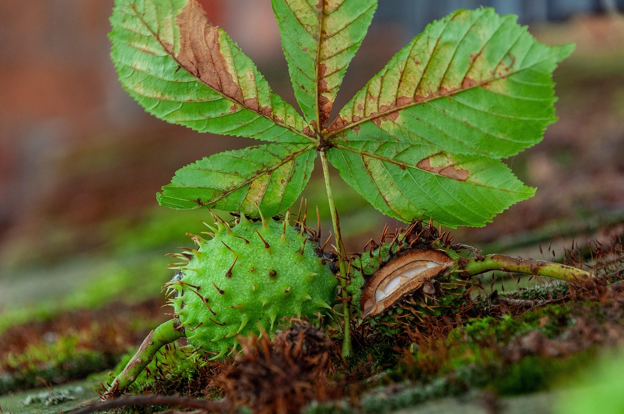 Chestnut Fruit Tree - Free photo on Pixabay